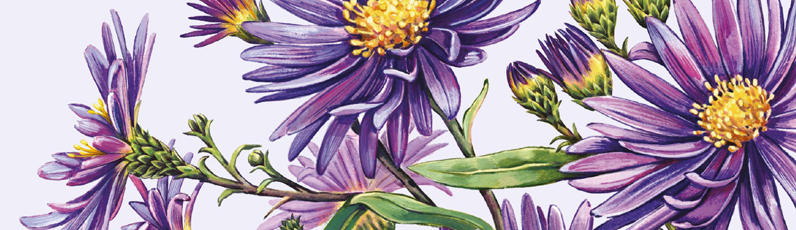 Watercolour illustrator Hannah George's illustrations for Garden & Gun magazine, showcasing the Breeder's Cup floral garlands. Watercolour illustrator Hannah George's illustrations for Garden & Gun magazine, showcasing the Breeder's Cup floral garlands.
