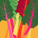Ana Zaja Petrak rainbow chard illustration